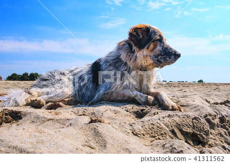 fuzzy dog at the beach 41311562