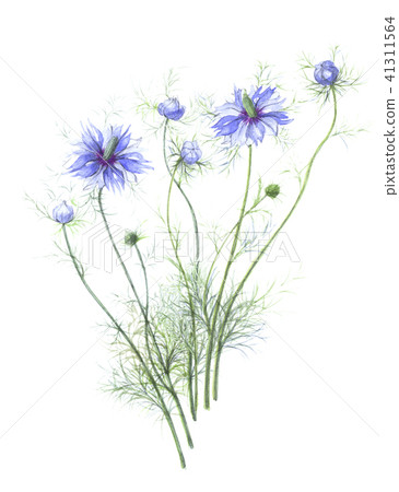 Nigella Stock Illustration 41311564 Pixta