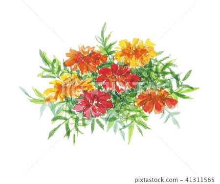 萬壽菊 41311565