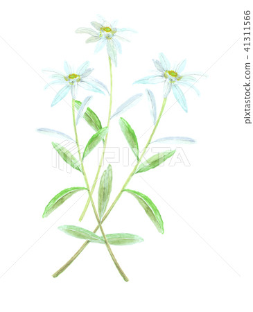 雪絨花 雪絨花 41311566