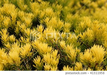 Golden eyes Gyalaki 41311958