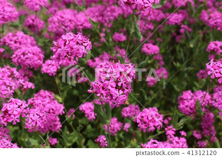 蘑菇害蟲 41312120