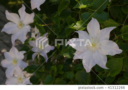 Flowers Flowers 41312266