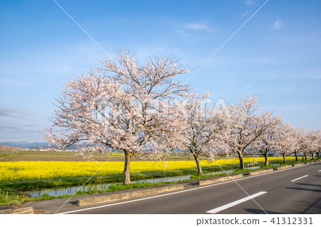 Cherry blossoms and rape blossoms 41312331