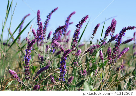 Salvia flowers on blue sky background 41312567