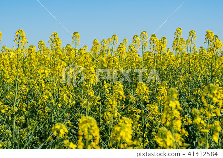 Rapeseed in springtime Rapeseed in springtime 41312584