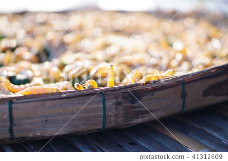 Yellow silk worm from Thailand. 41312609