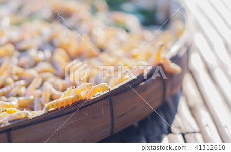Yellow silk worm from Thailand. 41312610
