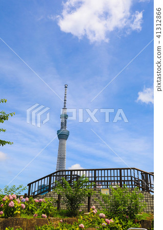 東京天空樹繡球花 東京天空樹繡球花 41312866