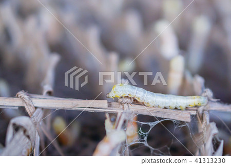 silk worm from Thailand. 41313230