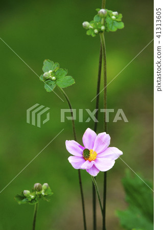 打破碗花花 41313605