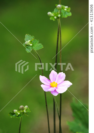 打破碗花花 41313606