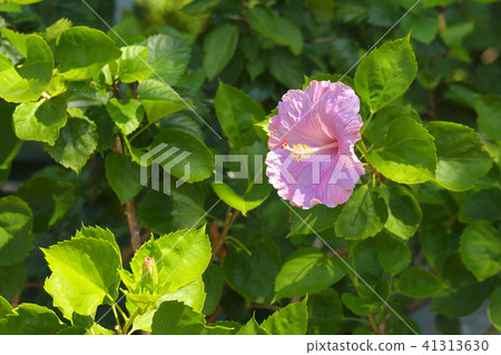 Hibiscus 41313630