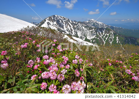 杜鵑花和越後Miyama花 杜鵑花和越後Miyama花 41314042