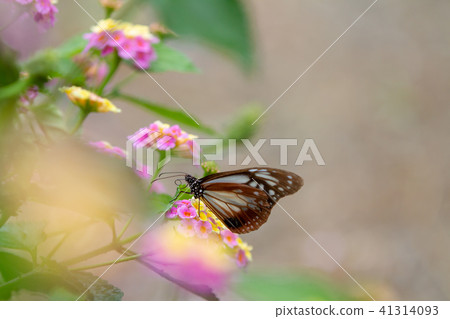 Asanagi Madara of Haizokabokan 41314093