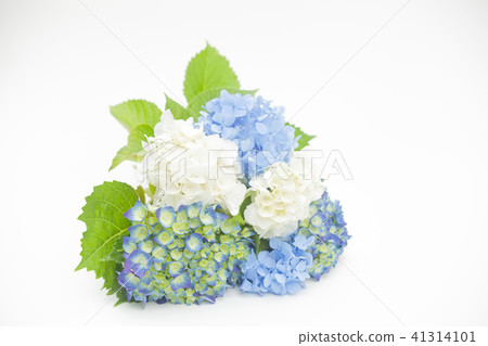 繡球花束 繡球花束 41314101