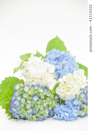 繡球花束 41314102