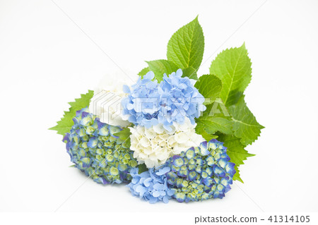 繡球花束 41314105