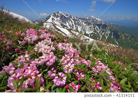 杜鵑花和越後Miyama花 41314151