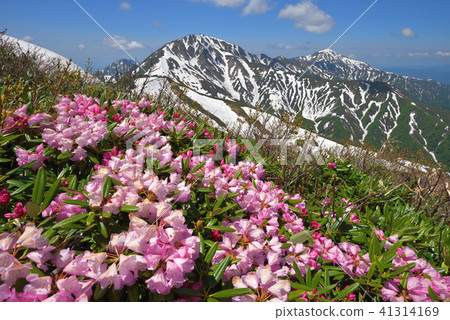 Echigo Misan的杜鵑花和降雪 41314169