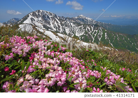 Echigo Misan of rhododendron flowers and snowfall 41314171