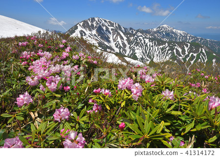 Echigo Misan of rhododendron flowers and snowfall 41314172