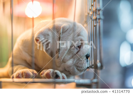 Puppy wait in dog cage in pet shop hope to freedom Puppy wait in dog cage in pet shop hope to freedom 41314770