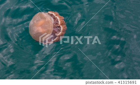 Jellyfish on coral reef floating. 41315691