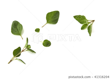 Oregano or marjoram leaves on white background 41316204