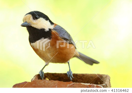 Yamakara野生鳥黃色背景特寫鏡頭 41316462