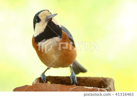 Yamakara野生鳥黃色背景特寫鏡頭 Yamakara野生鳥黃色背景特寫鏡頭 41316463