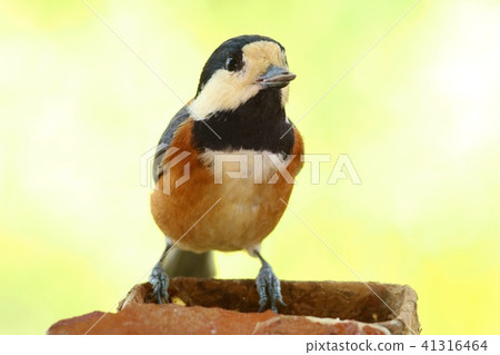 Yamakara野生鳥黃色背景特寫鏡頭 41316464