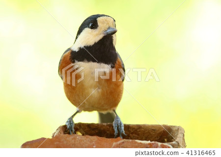 Yamakara野生鳥黃色背景特寫鏡頭 41316465