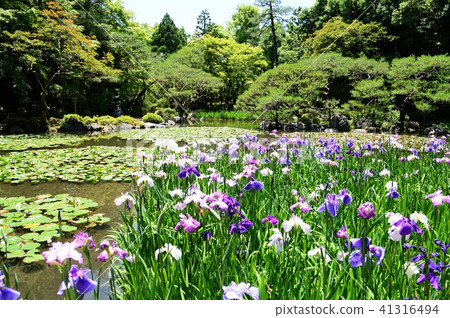 京都·平安神宮神社 41316494