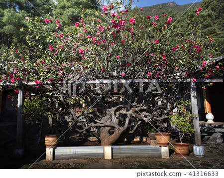 中國雲南省水煙村Yu寺Tsunekazu Tsubaki 41316633