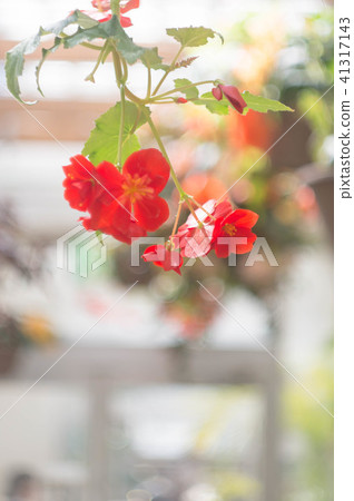 Greenhouse begonia Greenhouse begonia 41317143