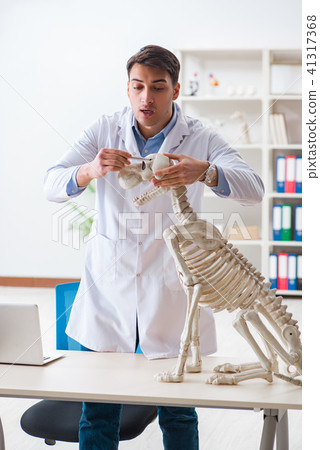 Doctor vet practicing on dog skeleton Doctor vet practicing on dog skeleton 41317368
