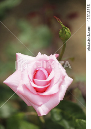 Rose flowers and buds 41318288