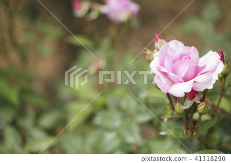 Rose Yumeka Rose Yumeka 41318290