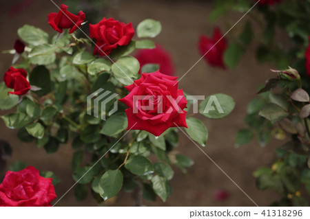 Rose Melina Rose Melina 41318296