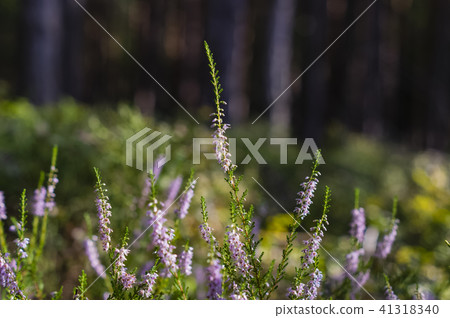 heather in the woods 41318340