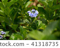 Hydrangea 41318735