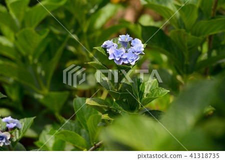 Hydrangea 41318735