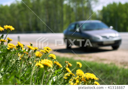 Dandelions growing at roadside and old car on the road Dandelions growing at roadside and old car on the road 41318887