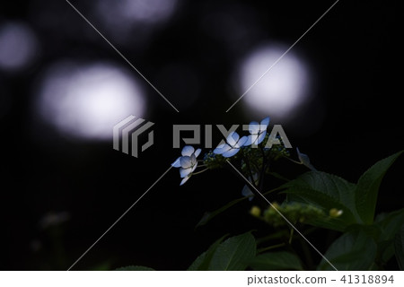 Hydrangea flowers blossom Hydrangea flowers blossom 41318894