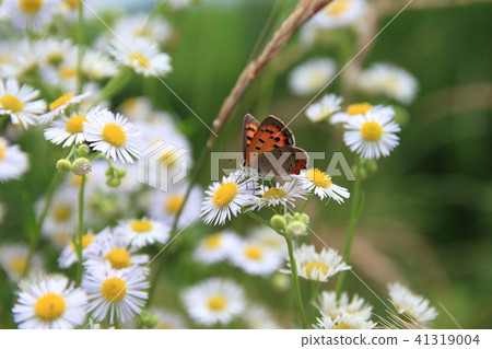 Himeyeon和Benjisimi Himeyeon和Benjisimi 41319004