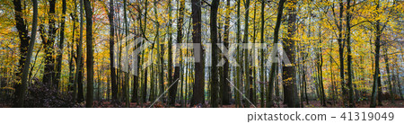 Panorama of a autumn yellow forest Panorama of a autumn yellow forest 41319049