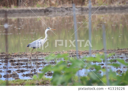 蒼鷺鵜鶘Eyechapteridae Velvetle 41319226