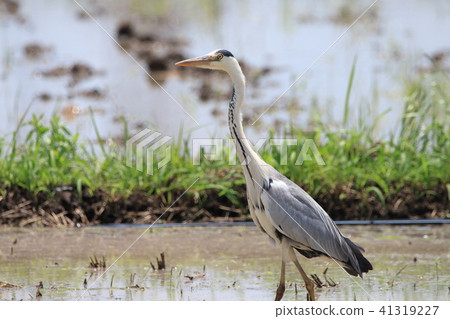Heron Pelicans Eyechapteridae Velvetle Heron Pelicans Eyechapteridae Velvetle 41319227