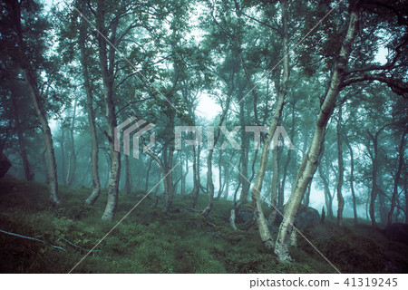 dark scary deciduous tree forest 41319245